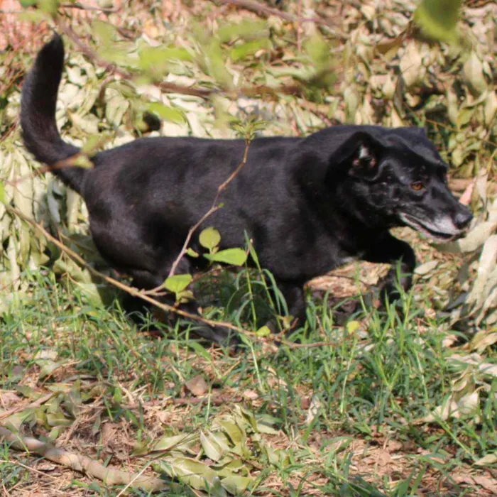 Cachorro ra a SRD idade  nome Negão