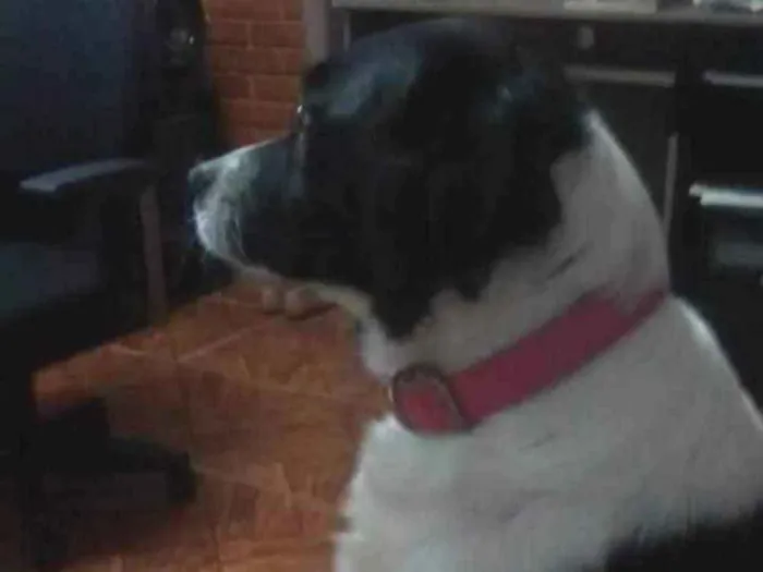 Cachorro ra a Sem raça devinida idade Abaixo de 2 meses nome Não sei
