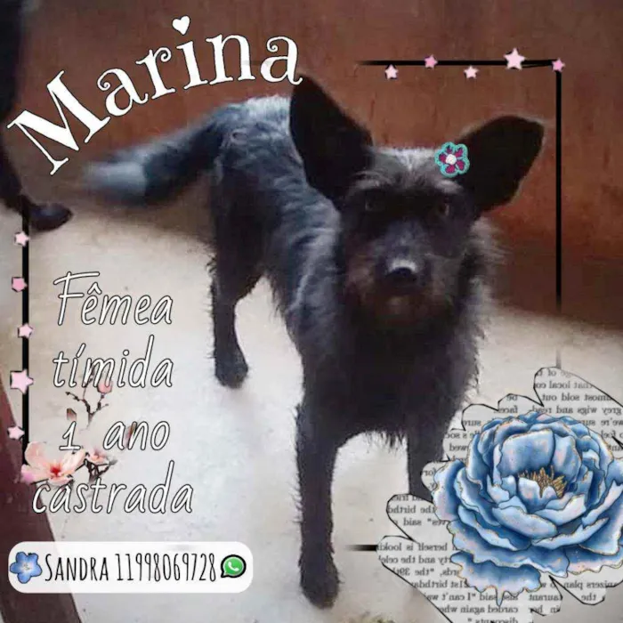 Cachorro ra a SRD idade 1 ano nome Marina
