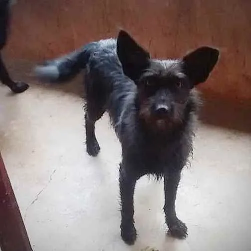 Cachorro ra a SRD idade 1 ano nome Marina