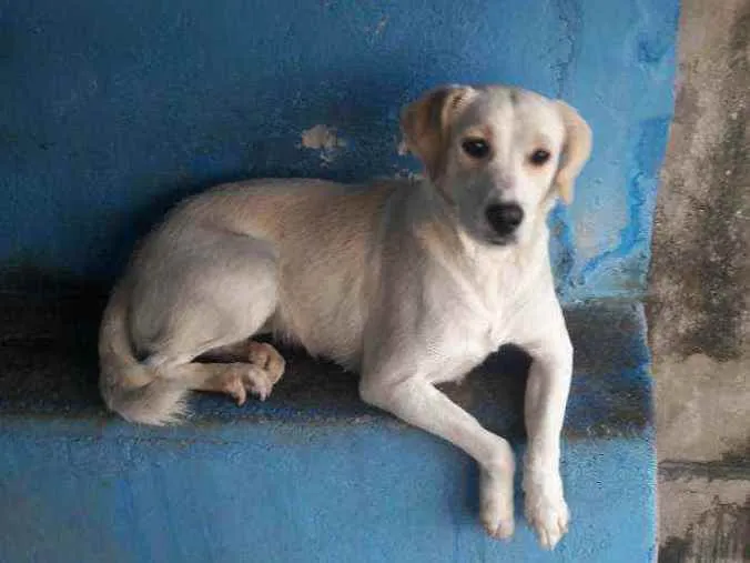 Cachorro ra a Vira lata  idade 4 anos nome Pipoca 