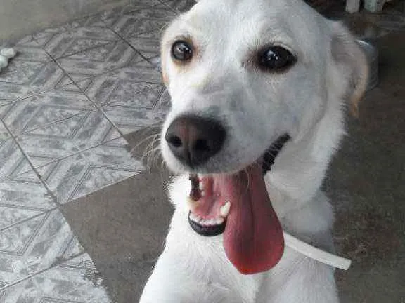 Cachorro ra a Vira lata  idade 4 anos nome Pipoca 