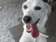Pipoca