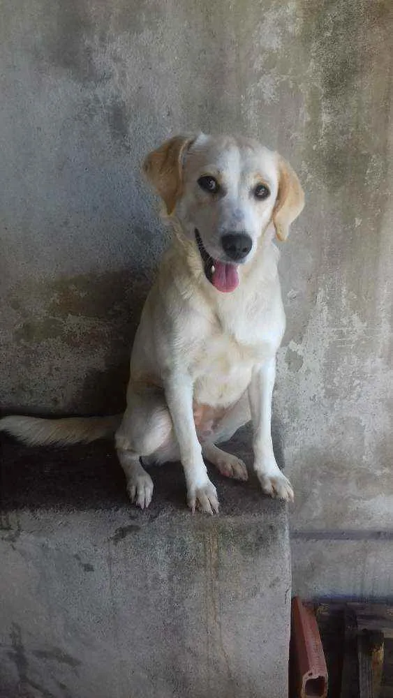 Cachorro ra a Vira lata  idade 4 anos nome Pipoca 