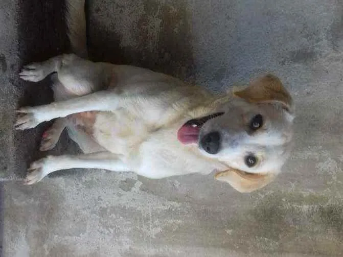 Cachorro ra a Vira lata  idade 4 anos nome Pipoca 