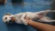 Pipoca