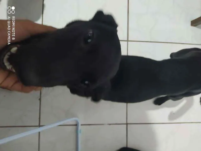 Cachorro ra a Vira lata  idade 1 ano nome Pandora 