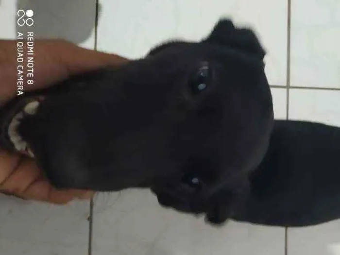 Cachorro ra a Vira lata  idade 1 ano nome Pandora 