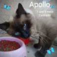 Apollo