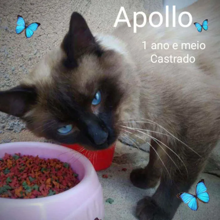 Gato ra a SRD idade 1 ano nome Apollo