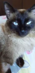 Apollo
