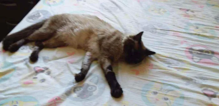 Gato ra a SRD idade 1 ano nome Apollo