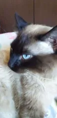 Apollo