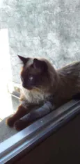 Apollo