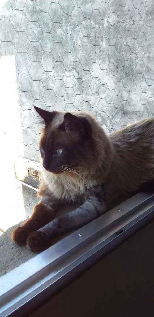 Gato ra a SRD idade 1 ano nome Apollo