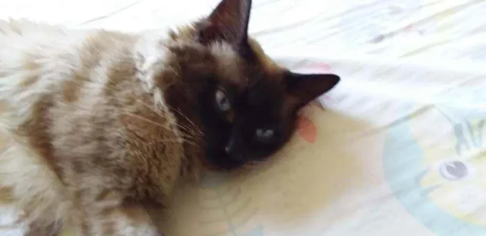 Gato ra a SRD idade 1 ano nome Apollo