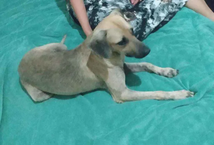 Cachorro raça SRD idade 3 anos nome Pelado