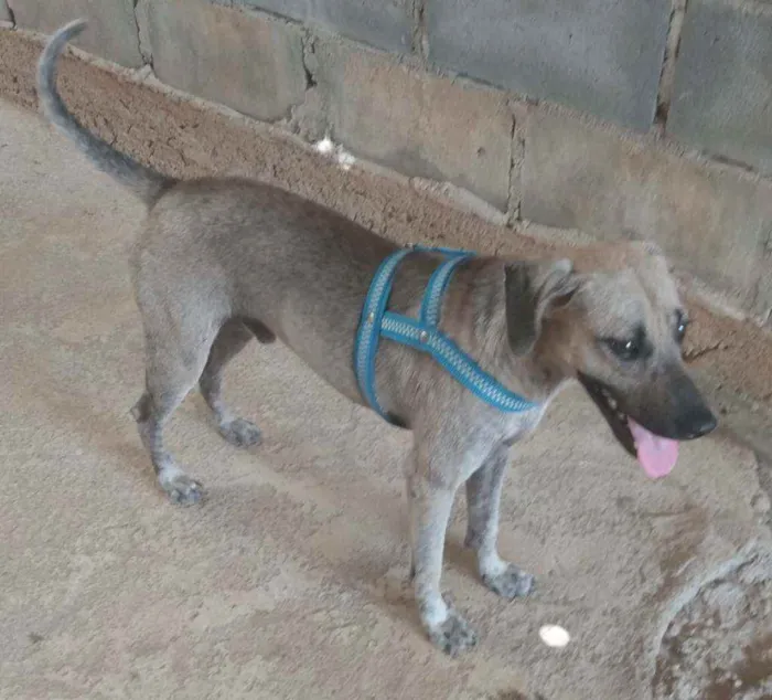 Cachorro raça SRD idade 3 anos nome Pelado