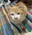 Pipoca