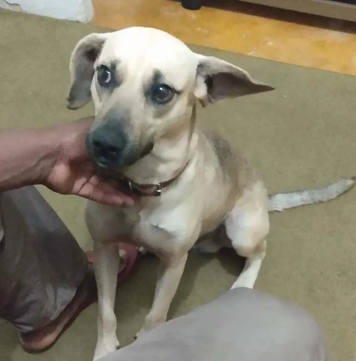 Cachorro raça SRD idade 3 anos nome Pelado