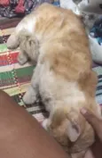 Pipoca