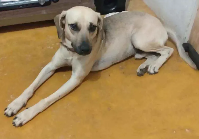 Cachorro raça SRD idade 3 anos nome Pelado