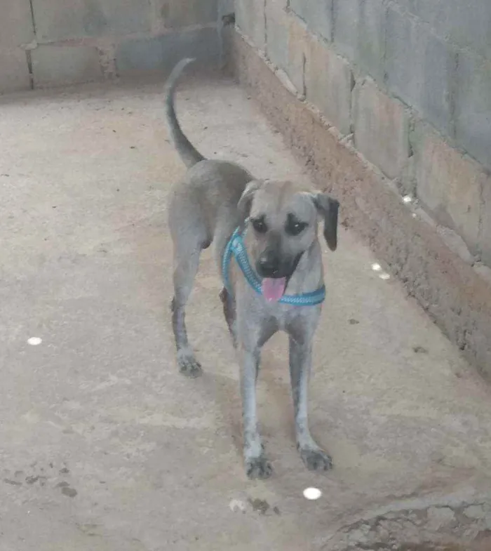 Cachorro raça SRD idade 3 anos nome Pelado