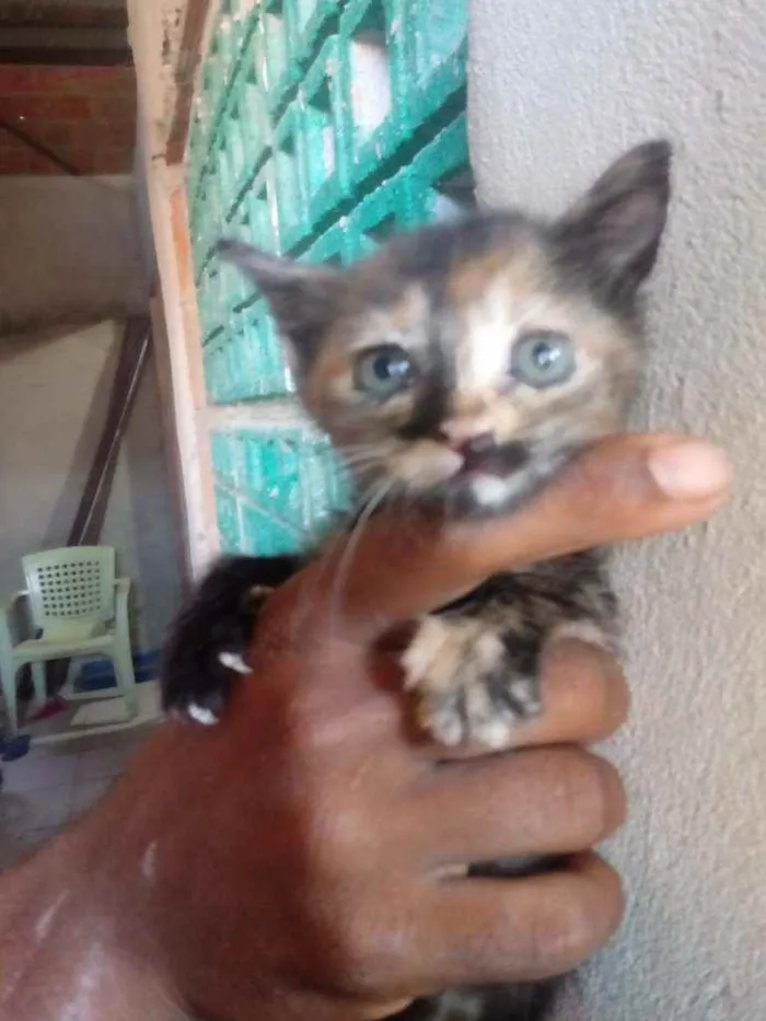 Gato raça Srd idade Abaixo de 2 meses nome Charlote