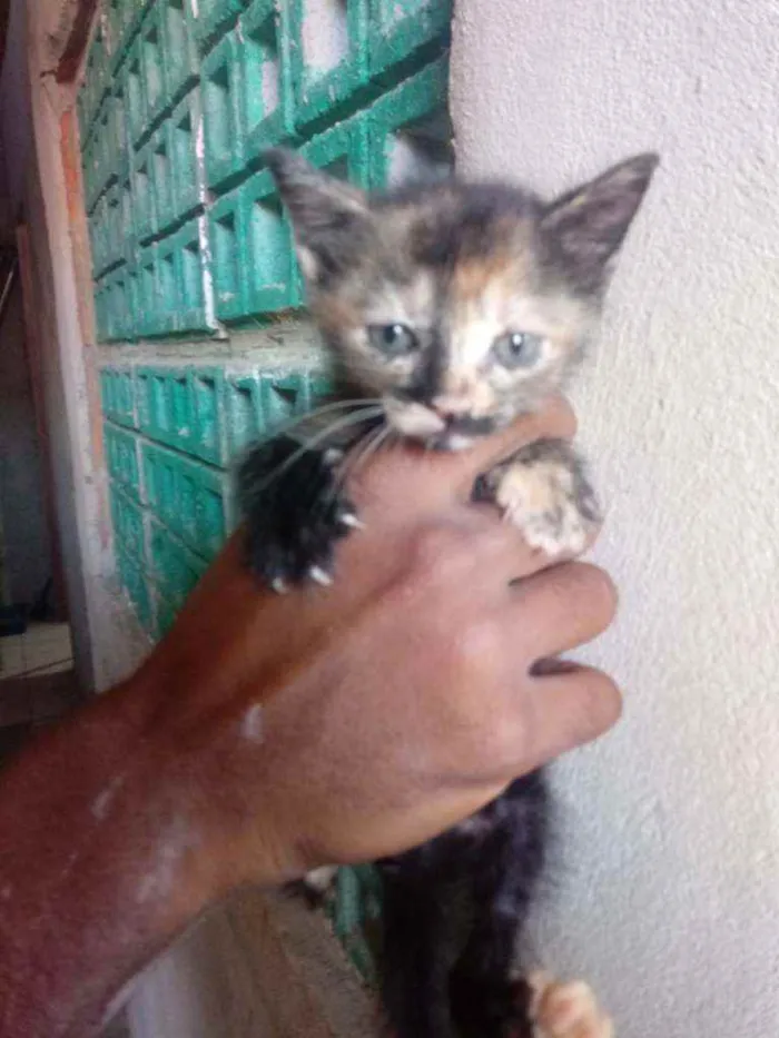 Gato raça Srd idade Abaixo de 2 meses nome Charlote