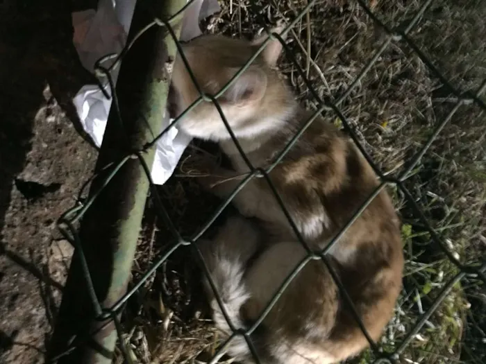 Gato ra a S.R.D. idade  nome Pipoca