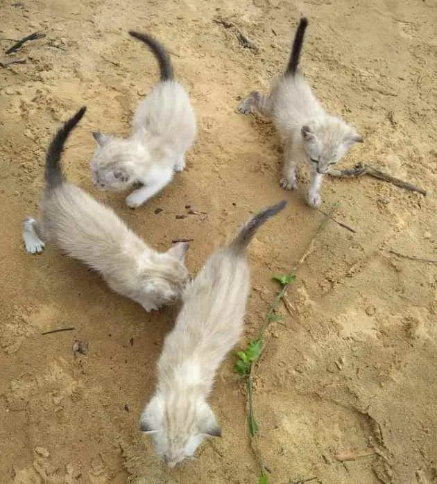 Gato raça Siamês idade Abaixo de 2 meses nome 4 irmaõs
