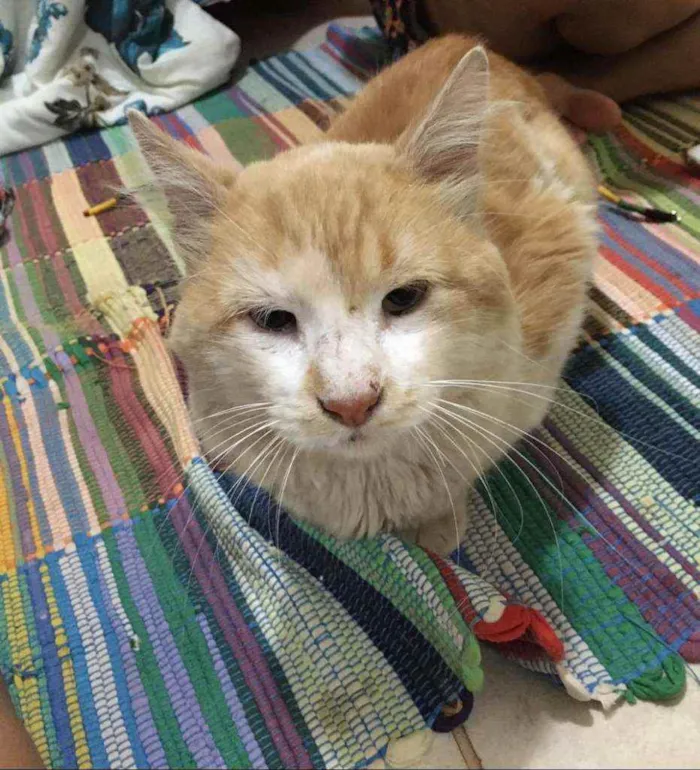 Gato ra a S.R.D. idade  nome Pipoca