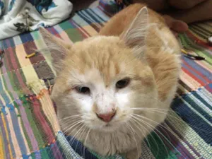 Gato raça S.R.D. idade  nome Pipoca