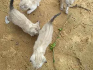 Gato raça Siamês idade Abaixo de 2 meses nome 4 irmaõs