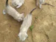 4 irmaõs