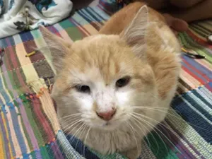 Gato raça S.R.D. idade  nome Pipoca