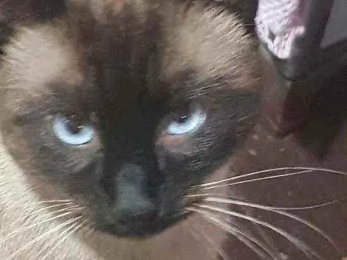 Gato ra a Siamês  idade 3 anos nome Romeu 