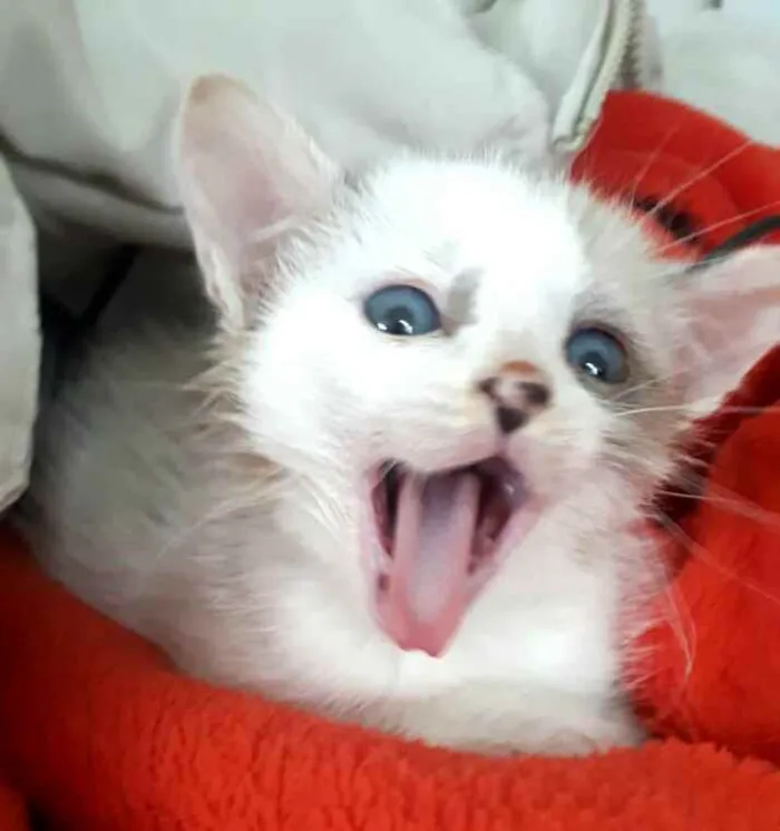 Gato ra a  idade 2 a 6 meses nome Duda