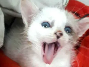 Gato raça  idade 2 a 6 meses nome Duda 