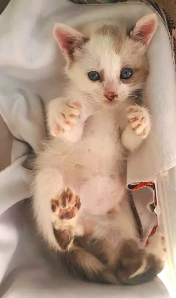 Gato ra a  idade 2 a 6 meses nome Duda