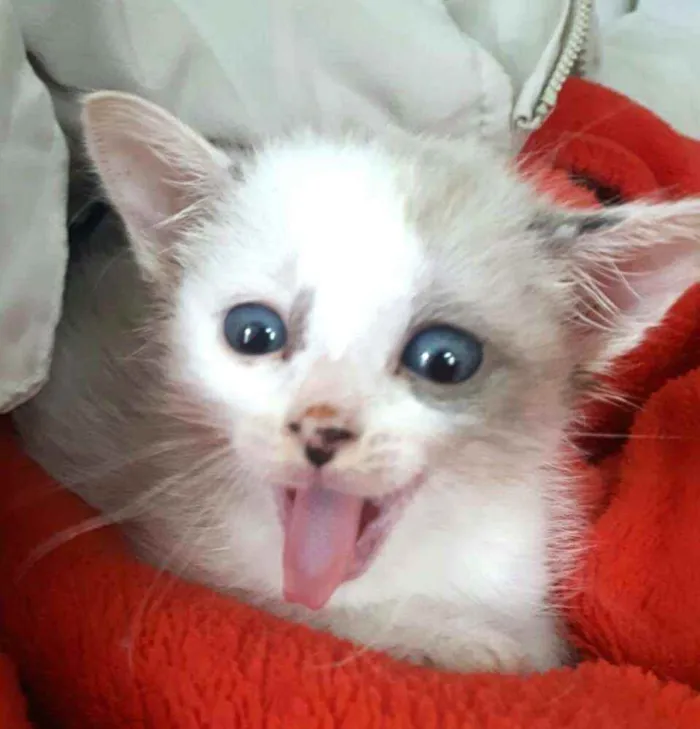 Gato ra a  idade 2 a 6 meses nome Duda
