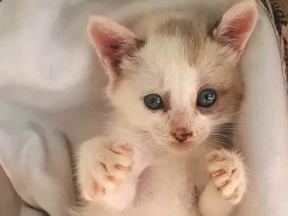 Gato ra a  idade 2 a 6 meses nome Duda