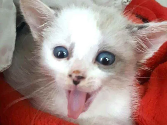 Gato ra a  idade 2 a 6 meses nome Duda
