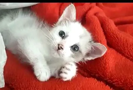 Gato ra a  idade 2 a 6 meses nome Duda