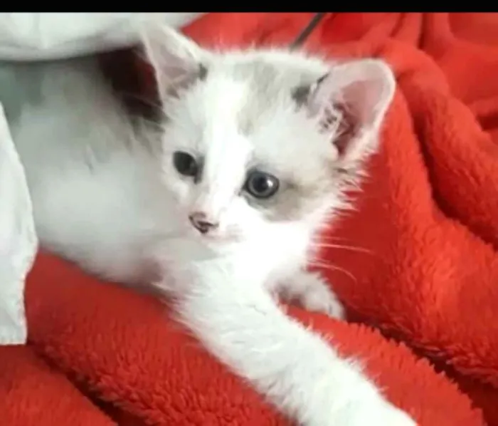 Gato ra a  idade 2 a 6 meses nome Duda