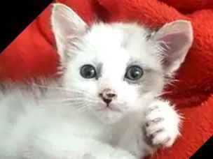 Gato ra a  idade 2 a 6 meses nome Duda