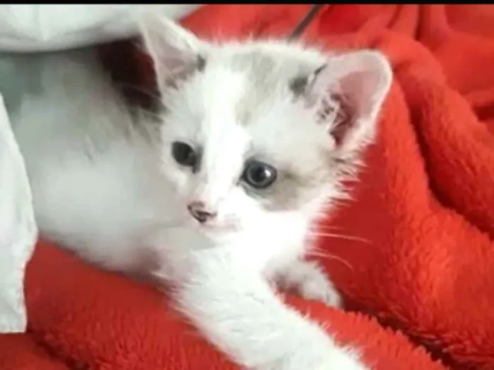 Gato ra a  idade 2 a 6 meses nome Duda