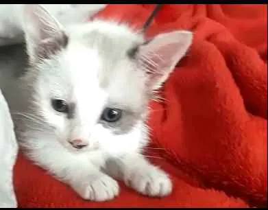 Gato ra a  idade 2 a 6 meses nome Duda