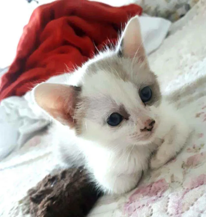 Gato ra a  idade 2 a 6 meses nome Duda