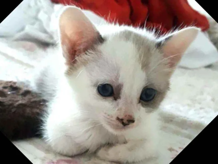 Gato ra a  idade 2 a 6 meses nome Duda